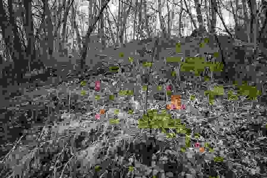 Ein kleiner Wald wächst auf der Deponie.