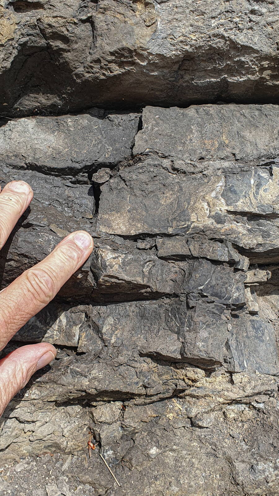 Die unteren Schichten sind aufgrund der weichen Mergellagen (beim Zeigefinger) verwitterungsanfällig. Auf dem Bild ist zudem ersichtlich, wie die Zentimeter dünnen Kalkschichten aufgrund der Auflast senkrecht zerbrechen. Die unteren Schichten sind aufgrund der weichen Mergellagen (beim Zeigefinger) verwitterungsanfällig. Auf dem Bild ist zudem ersichtlich, wie die Zentimeter dünnen Kalkschichten aufgrund der Auflast senkrecht zerbrechen.