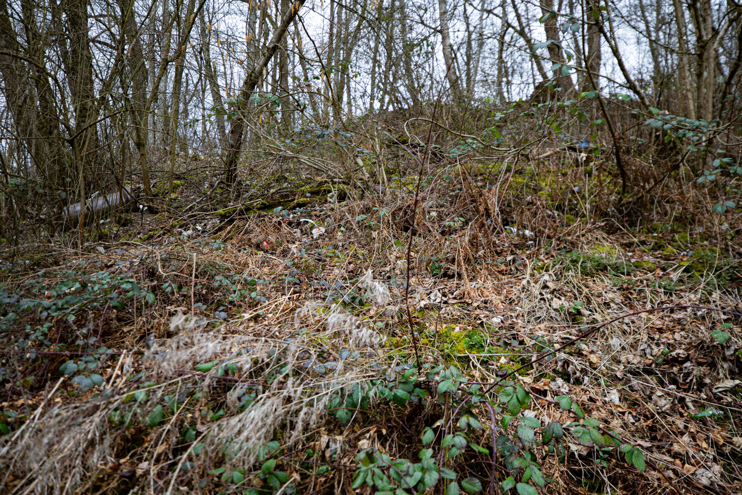 Une petite forêt pousse sur la décharge.