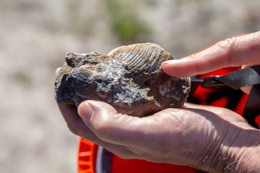 Les géologues de GEOTEST, naturellement équipés d’un marteau et d’un burin, ont trouvé des fossiles en très peu de temps. Les géologues de GEOTEST, naturellement équipés d’un marteau et d’un burin, ont trouvé des fossiles en très peu de temps.