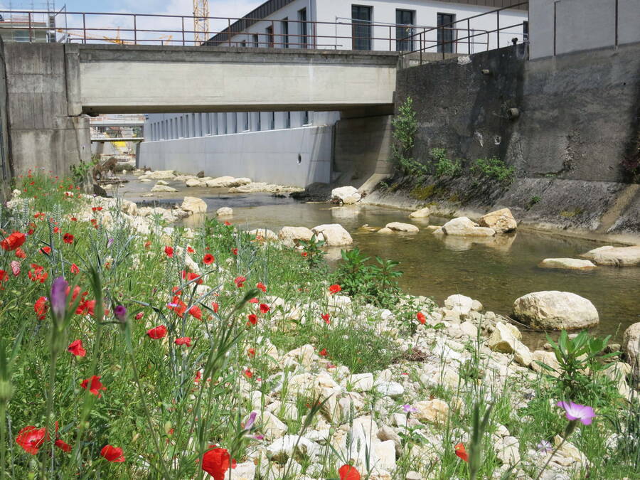 Bereits sind Fauna und Flora deutlich vielfältiger.