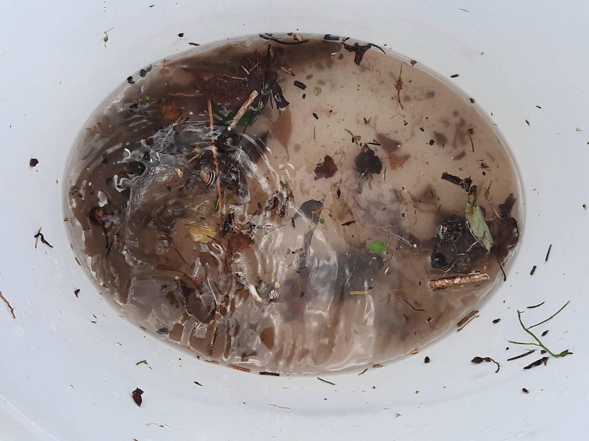 Grâce à la grande quantité de bois mort dans le lit, un nouvel habitat est créé ici pour ces petits animaux qui vivent dans l’eau et sur ses rives. Grâce à la grande quantité de bois mort dans le lit, un nouvel habitat est créé ici pour ces petits animaux qui vivent dans l’eau et sur ses rives.