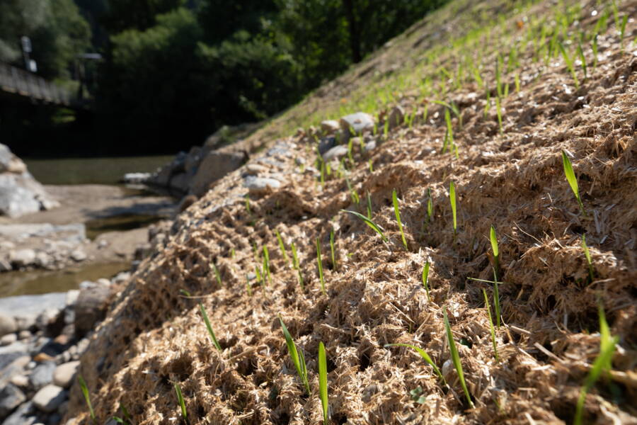 New planting around the Emme estuary.