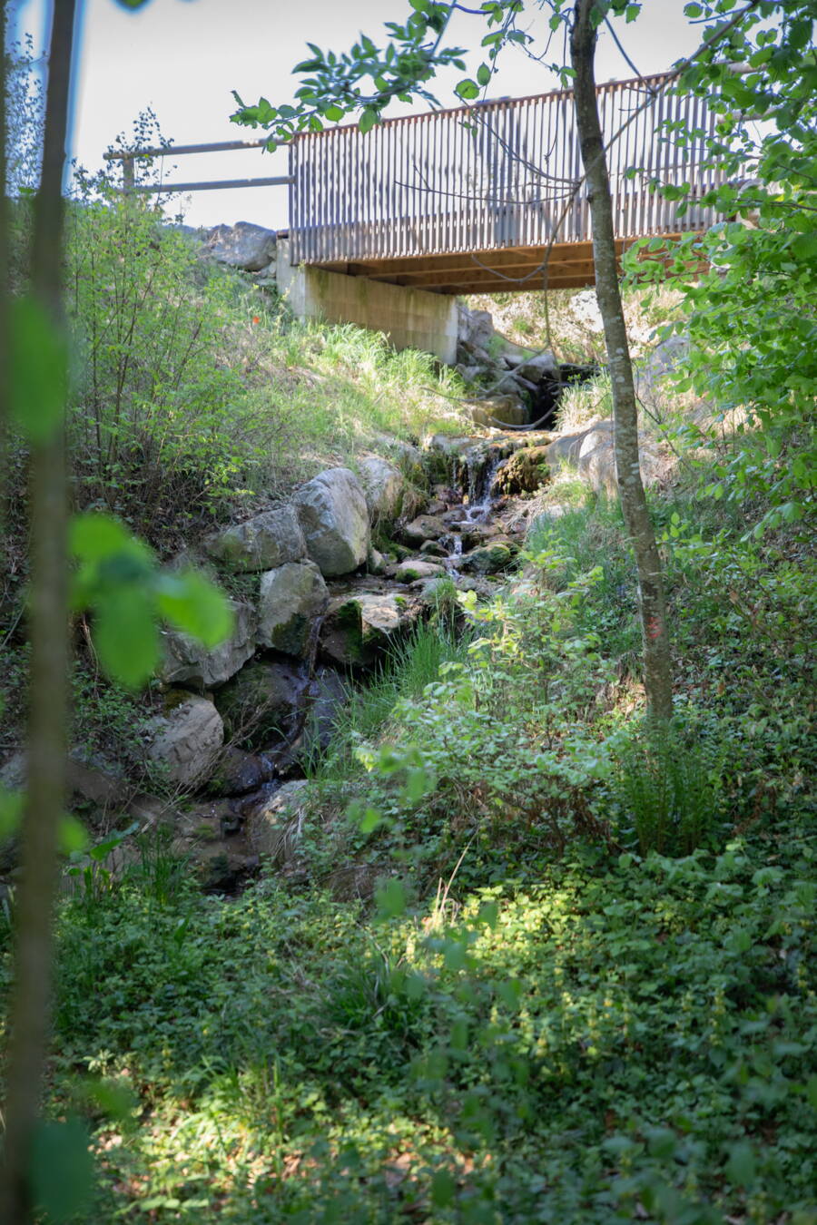 Le pont remplace le passage busé, rétablissant ainsi un lit de cours d’eau continu et la continuité longitudinale du cours d’eau avec le ravin situé en aval. Le pont remplace le passage busé, rétablissant ainsi un lit de cours d’eau continu et la continuité longitudinale du cours d’eau avec le ravin situé en aval.