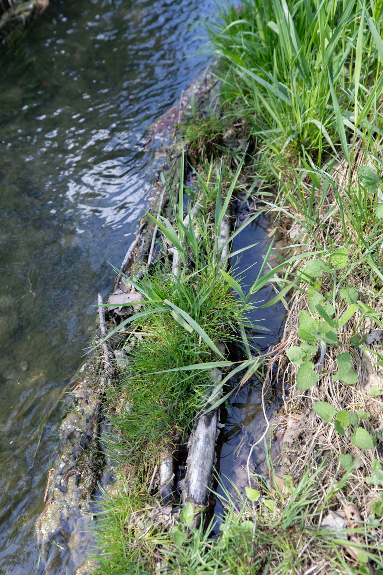 Un an plus tard, les fascinessont végétalisées et offrent une zone de refuge aux animaux aquatiques. Un an plus tard, les fascinessont végétalisées et offrent une zone de refuge aux animaux aquatiques.