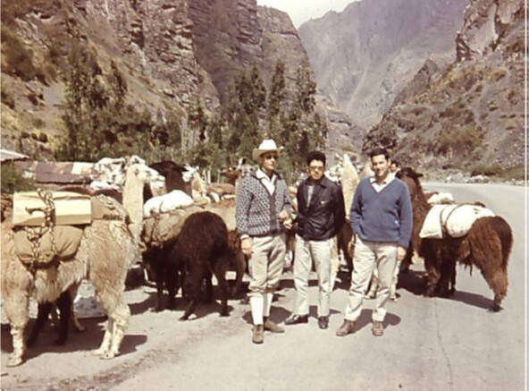 Materialtransport mit Lamas in Bolvien Materialtransport mit Lamas in Bolvien