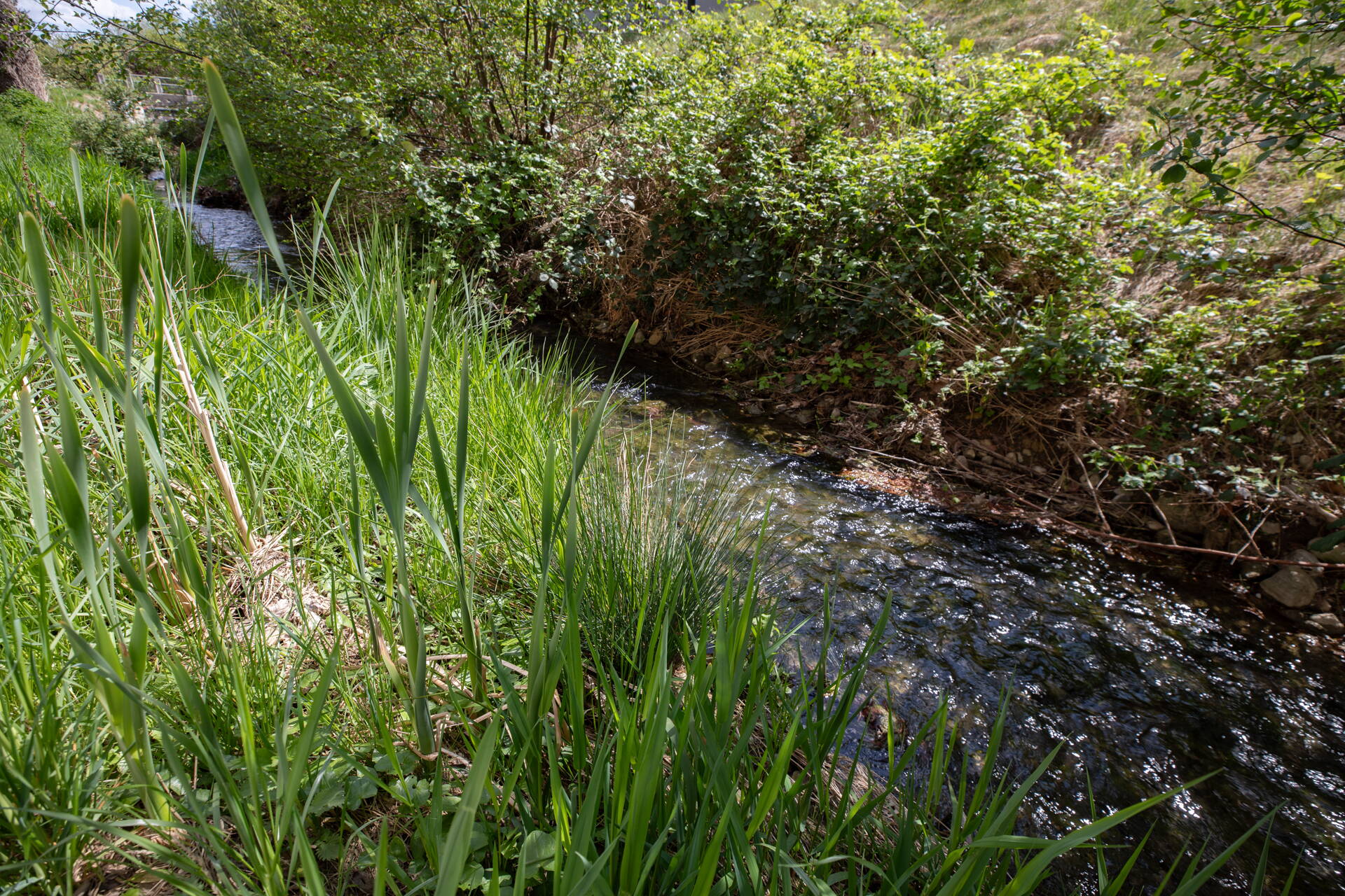 Des plantes aquatiques poussent désormais sur les rives du Schwarzbach. Des plantes aquatiques poussent désormais sur les rives du Schwarzbach.