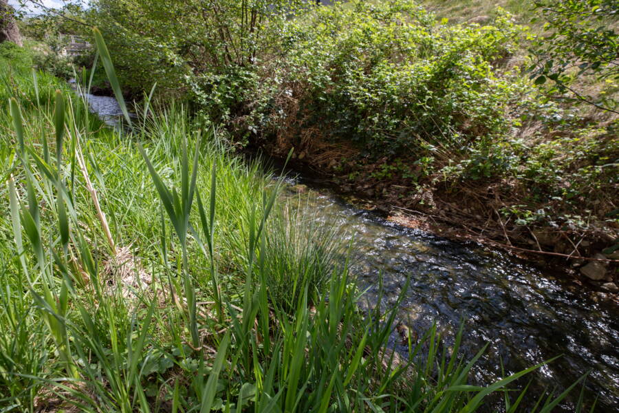 Des plantes aquatiques poussent désormais sur les rives du Schwarzbach. Des plantes aquatiques poussent désormais sur les rives du Schwarzbach.