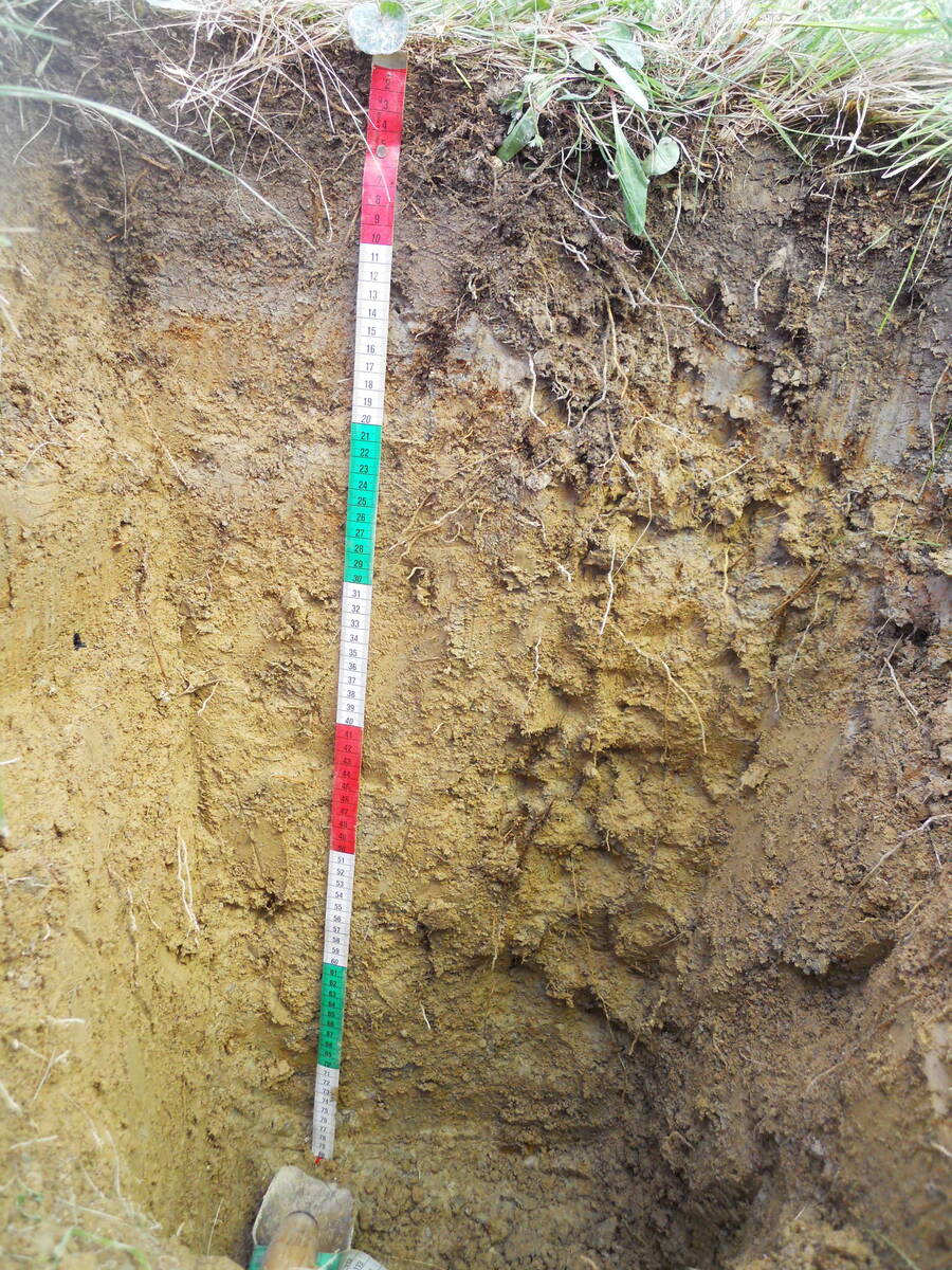 Zwei typische Bodenprofile: Saure Braunerde, schwach pseudogleyig, ziemlich flachgründig bis mässig tiefgründig im Bereich Speichersee. Zwei typische Bodenprofile: Saure Braunerde, schwach pseudogleyig, ziemlich flachgründig bis mässig tiefgründig im Bereich Speichersee.