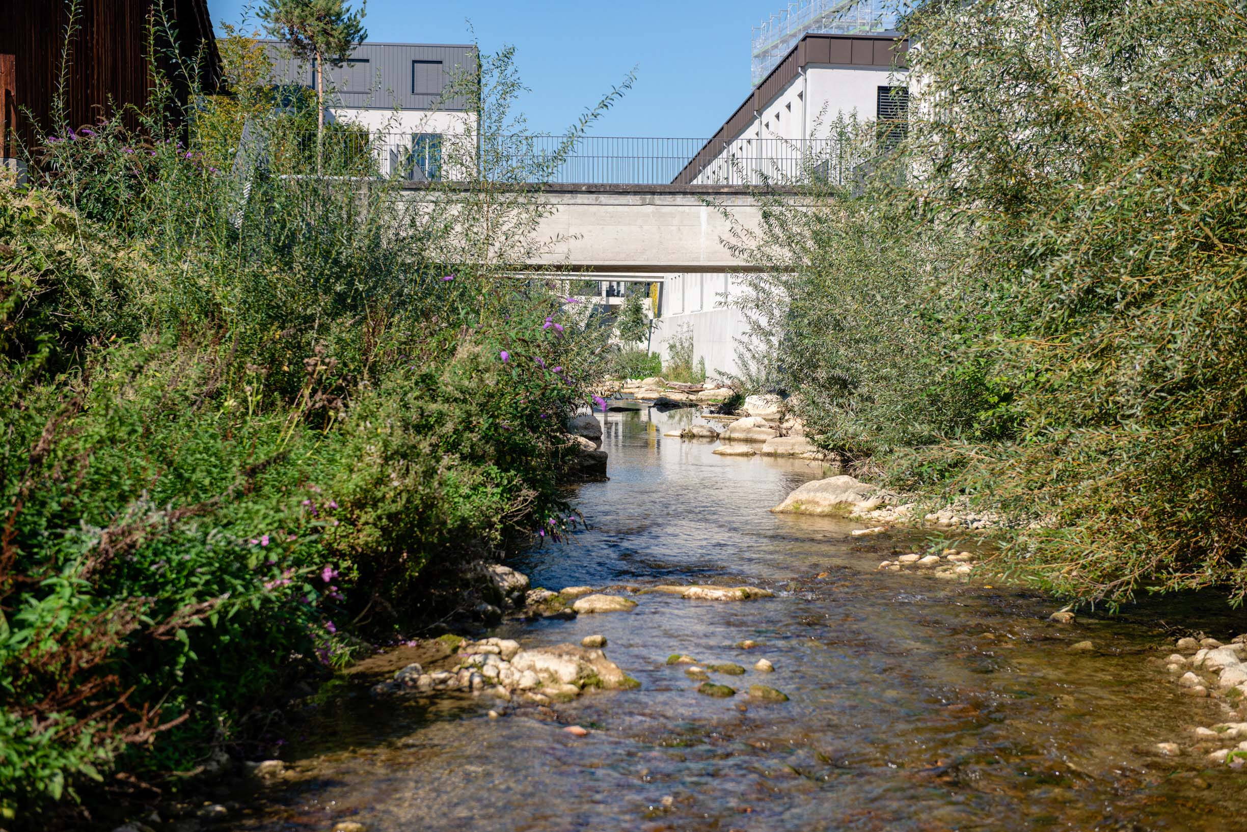 Die Vegetationsvielfalt an der Lüssel konnte deutlich gesteigert werden.